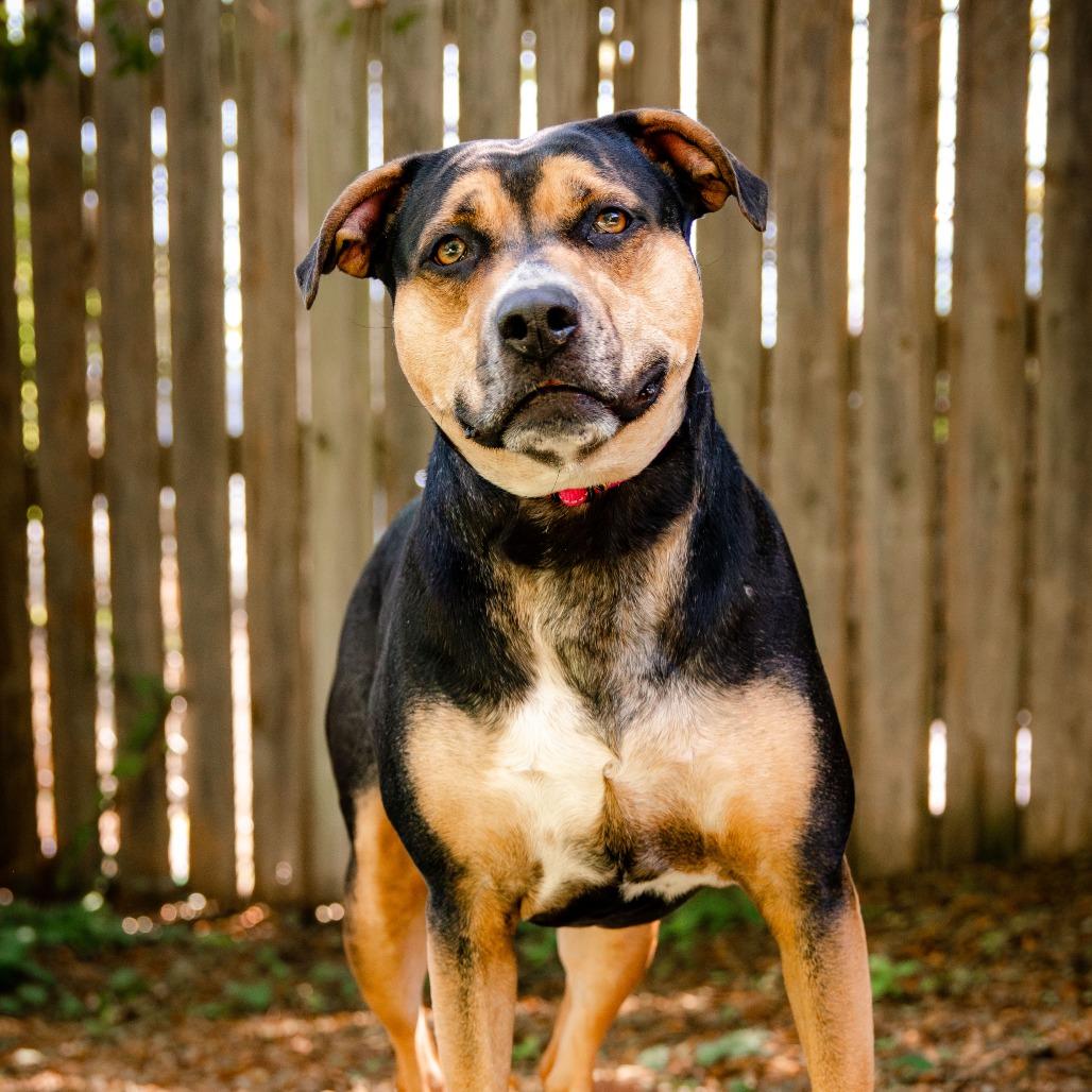 Enlarge Klover, a Adoptable mixed breed in Knoxville, TN image 3/4