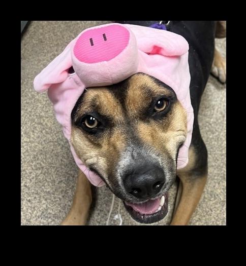 Enlarge Klover, a Adoptable mixed breed in Knoxville, TN image 4/4