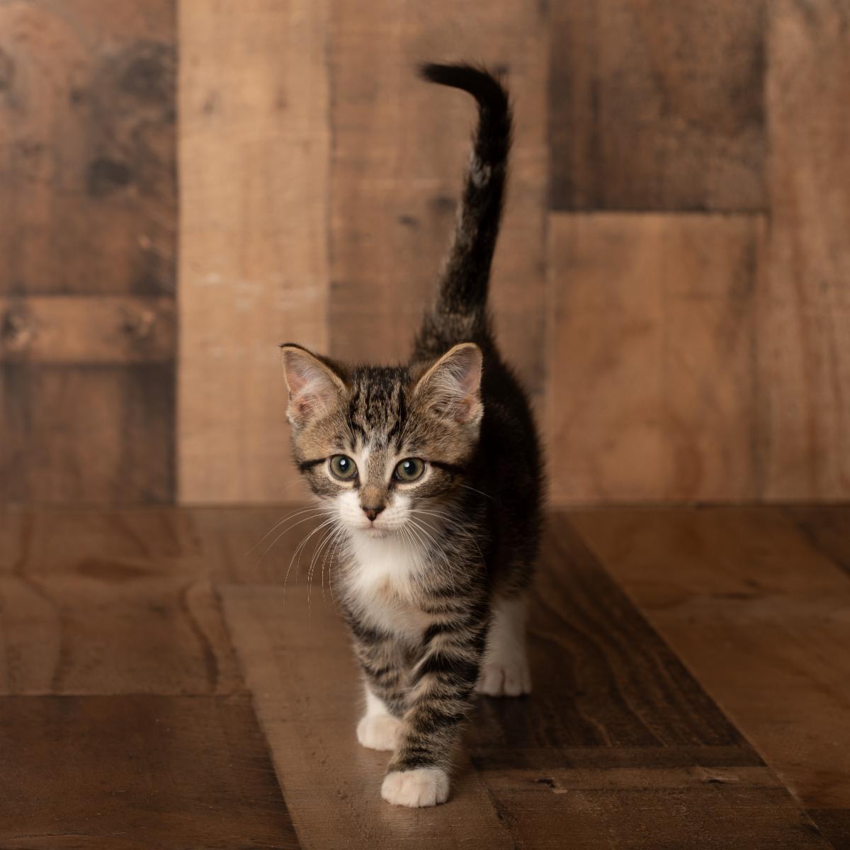 Francis, Adopted, Kitten Male Domestic Short Hair.