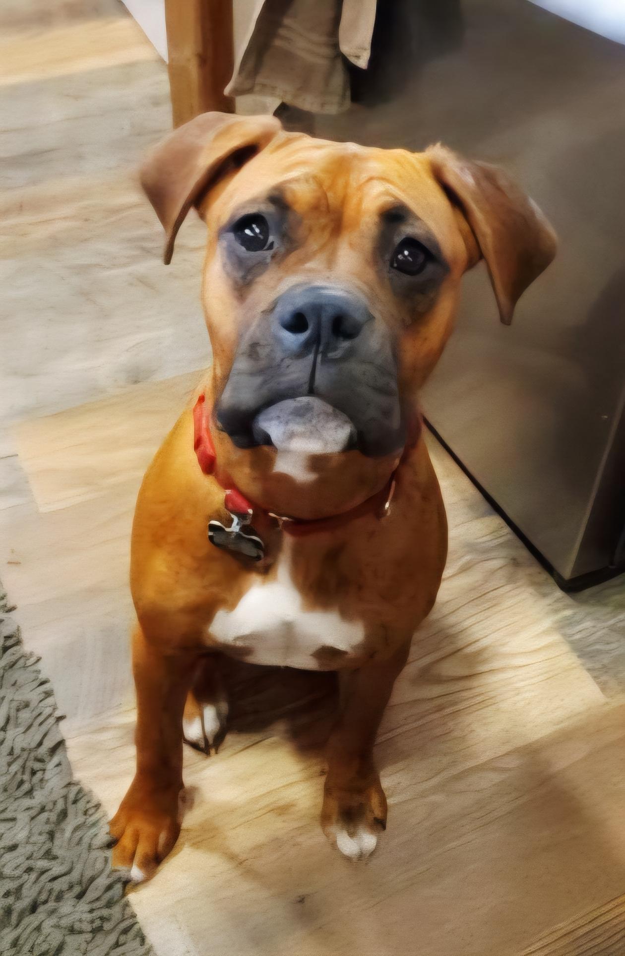 Cherry, an adoptable Boxer in Pinedale, WY, 82941 | Photo Image 1