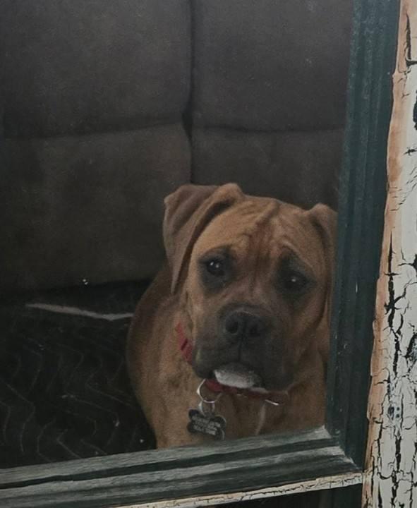 Cherry, an adoptable Boxer in Pinedale, WY, 82941 | Photo Image 2