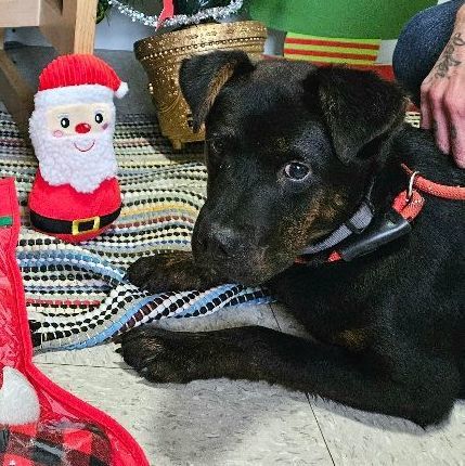 El Chapo, a Adoptable mixed breed in Petersburg, IN image 2/4