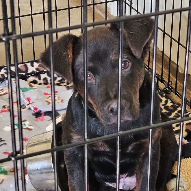 El Chapo, a Adoptable mixed breed in Petersburg, IN image 3/4