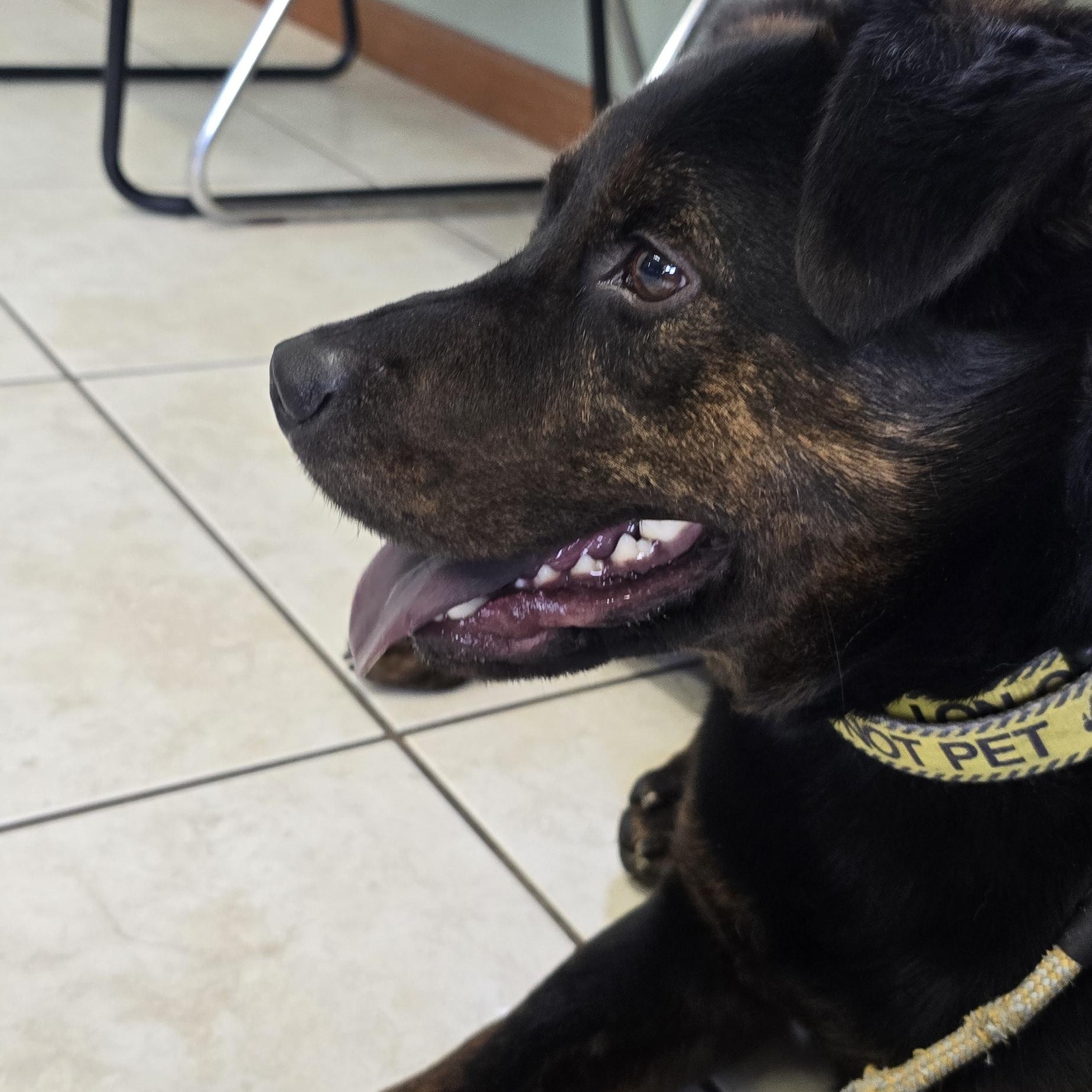 El Chapo, Adoptable, Young Male Hound.