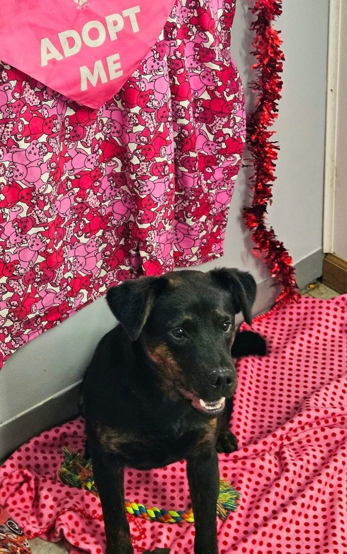 El Chapo, a Adoptable mixed breed in Petersburg, IN image 4/4