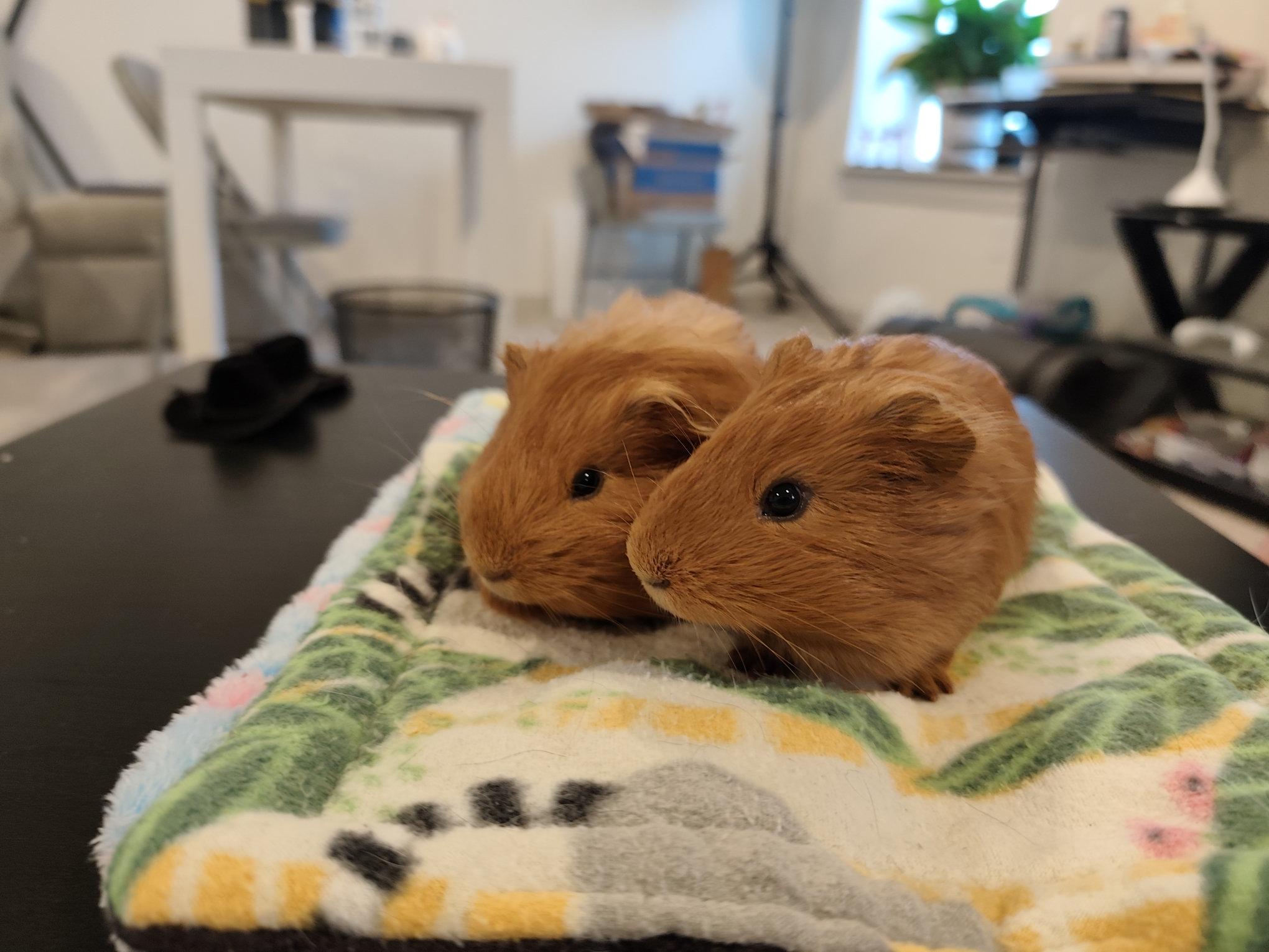Enlarge Sherlock & Marlow, an adoptable Guinea Pig in Austin, TX image 1/5