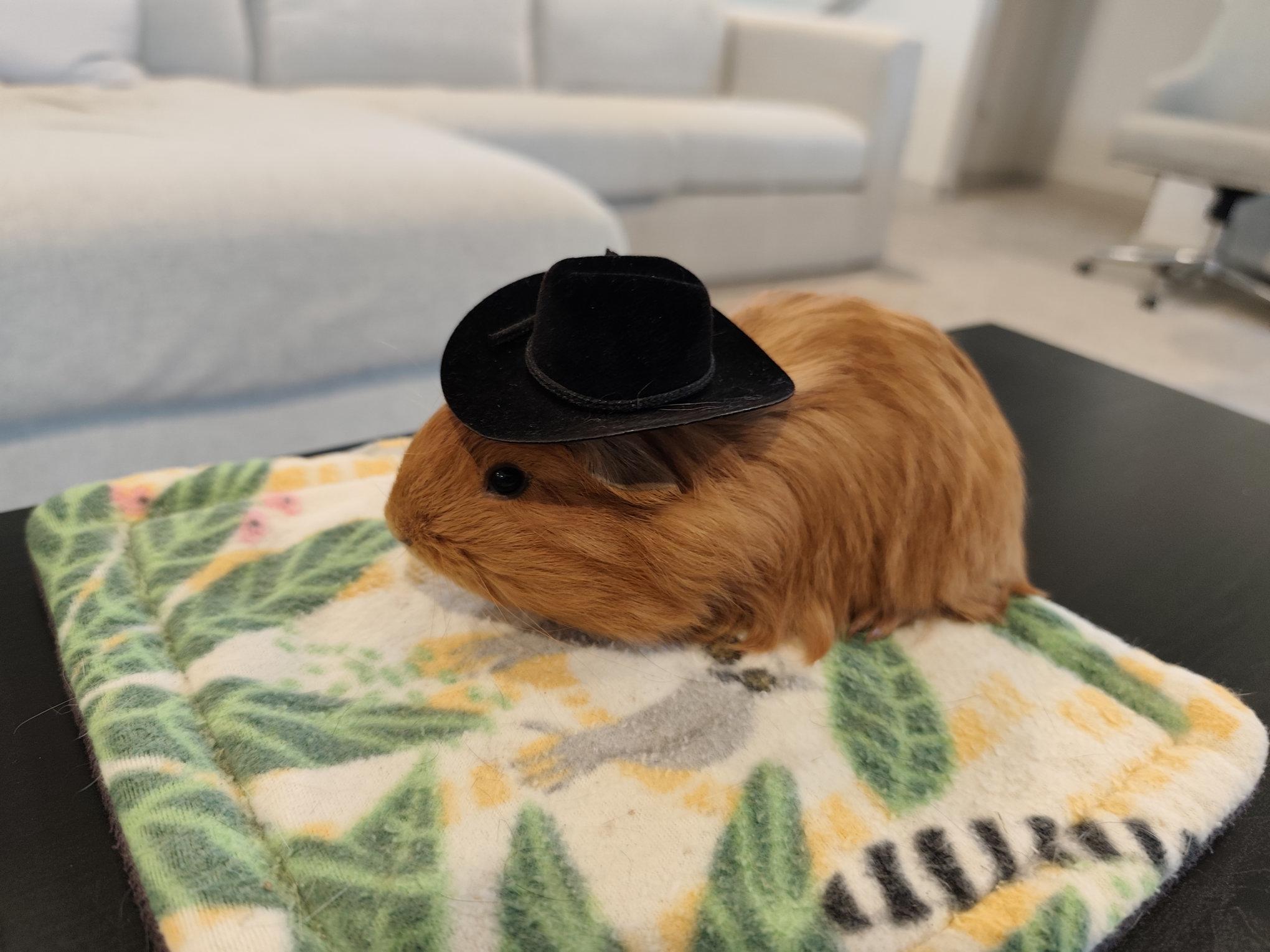 Enlarge Sherlock & Marlow, an adoptable Guinea Pig in Austin, TX image 5/5