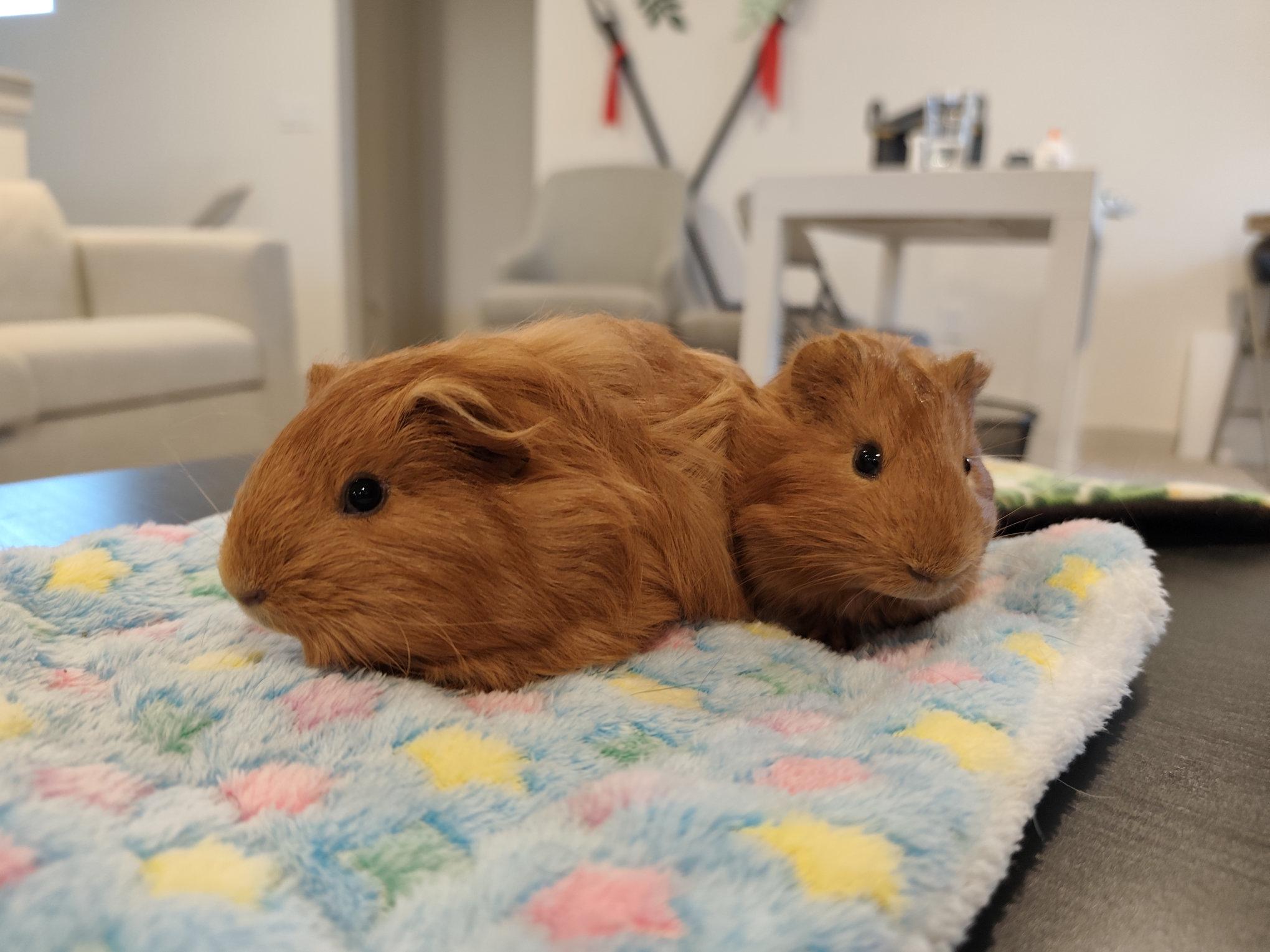 Enlarge Sherlock & Marlow, an adoptable Guinea Pig in Austin, TX image 2/5