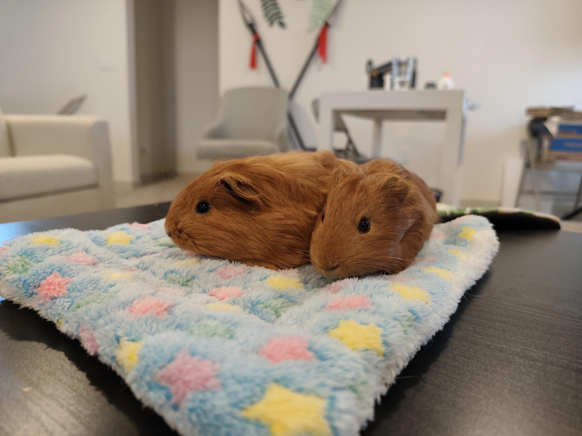 Enlarge Sherlock & Marlow, an adoptable Guinea Pig in Austin, TX image 3/5