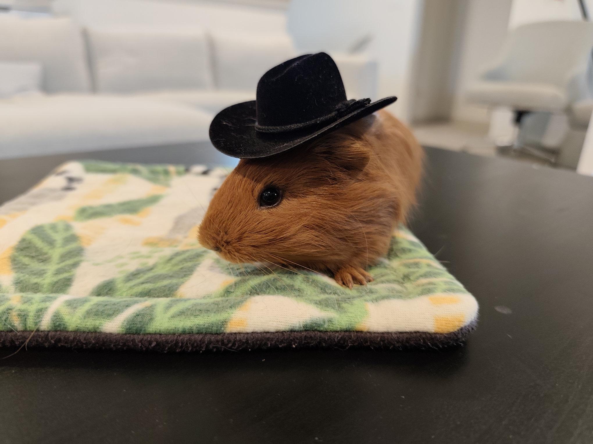 Enlarge Sherlock & Marlow, an adoptable Guinea Pig in Austin, TX image 4/5