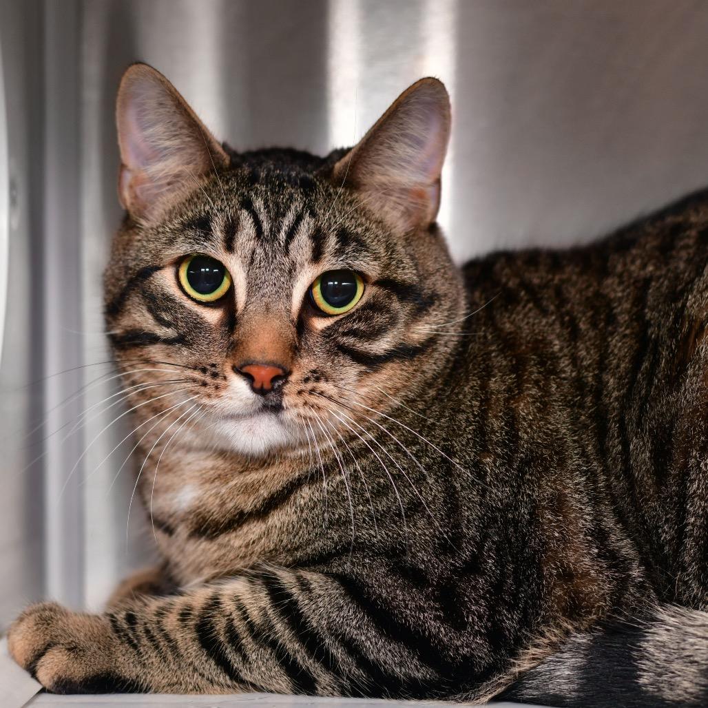 Star, Adoptable, Adult Male Domestic Short Hair.