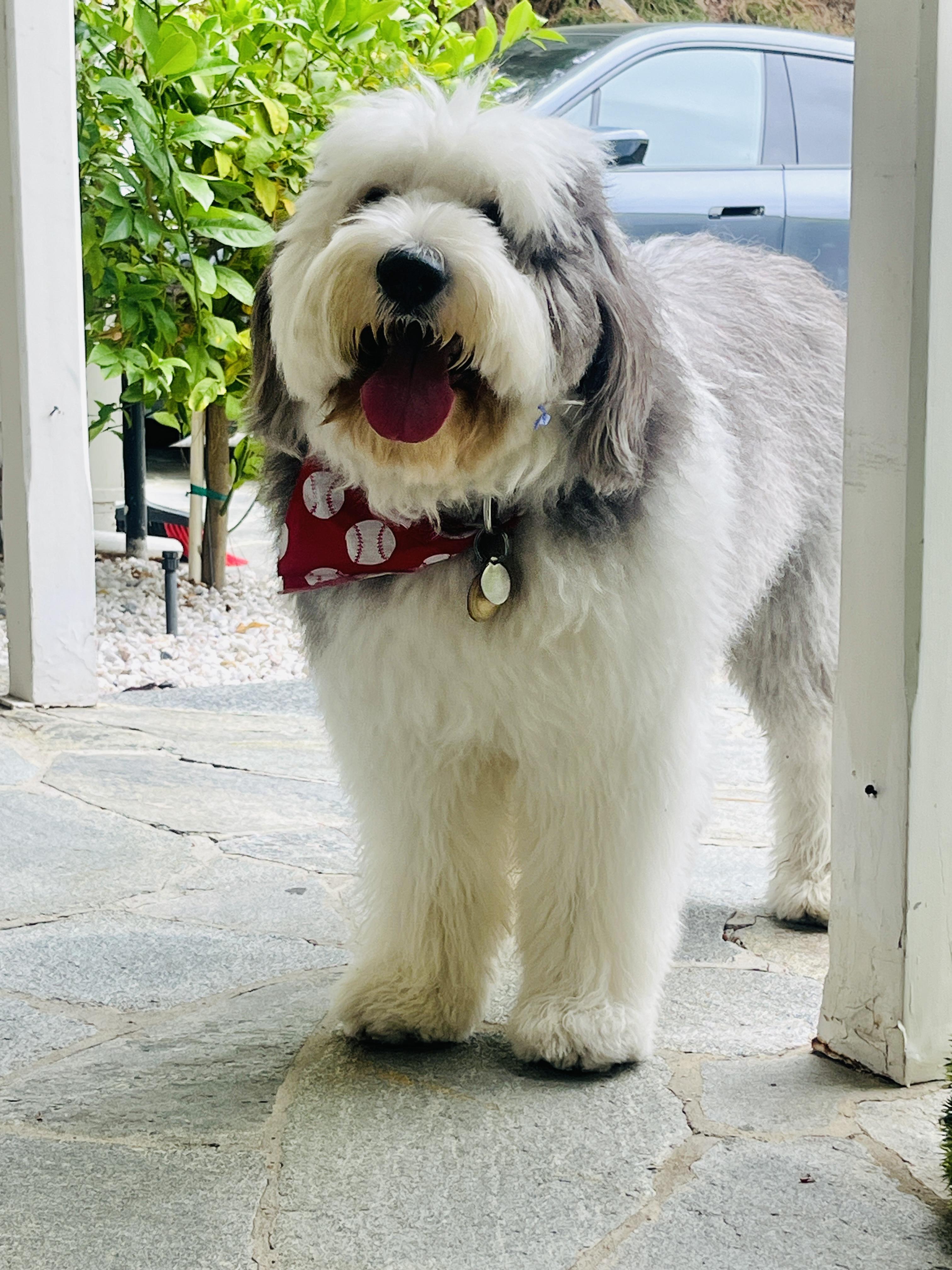 Enlarge Freddie, a Adopted Sheepadoodle in West Hollywood, CA image 1/5