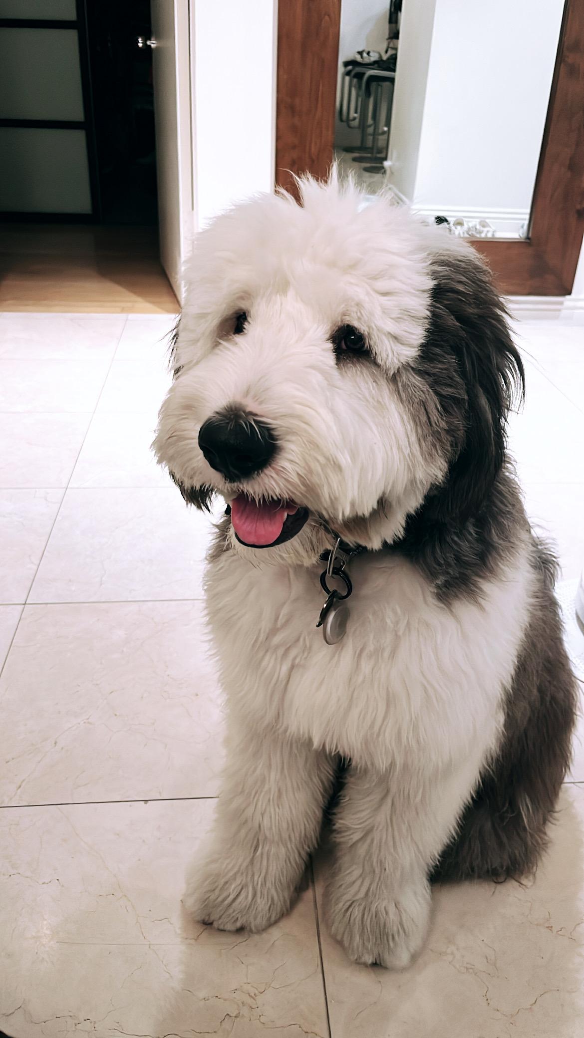 Enlarge Freddie, a Adopted Sheepadoodle in West Hollywood, CA image 3/5