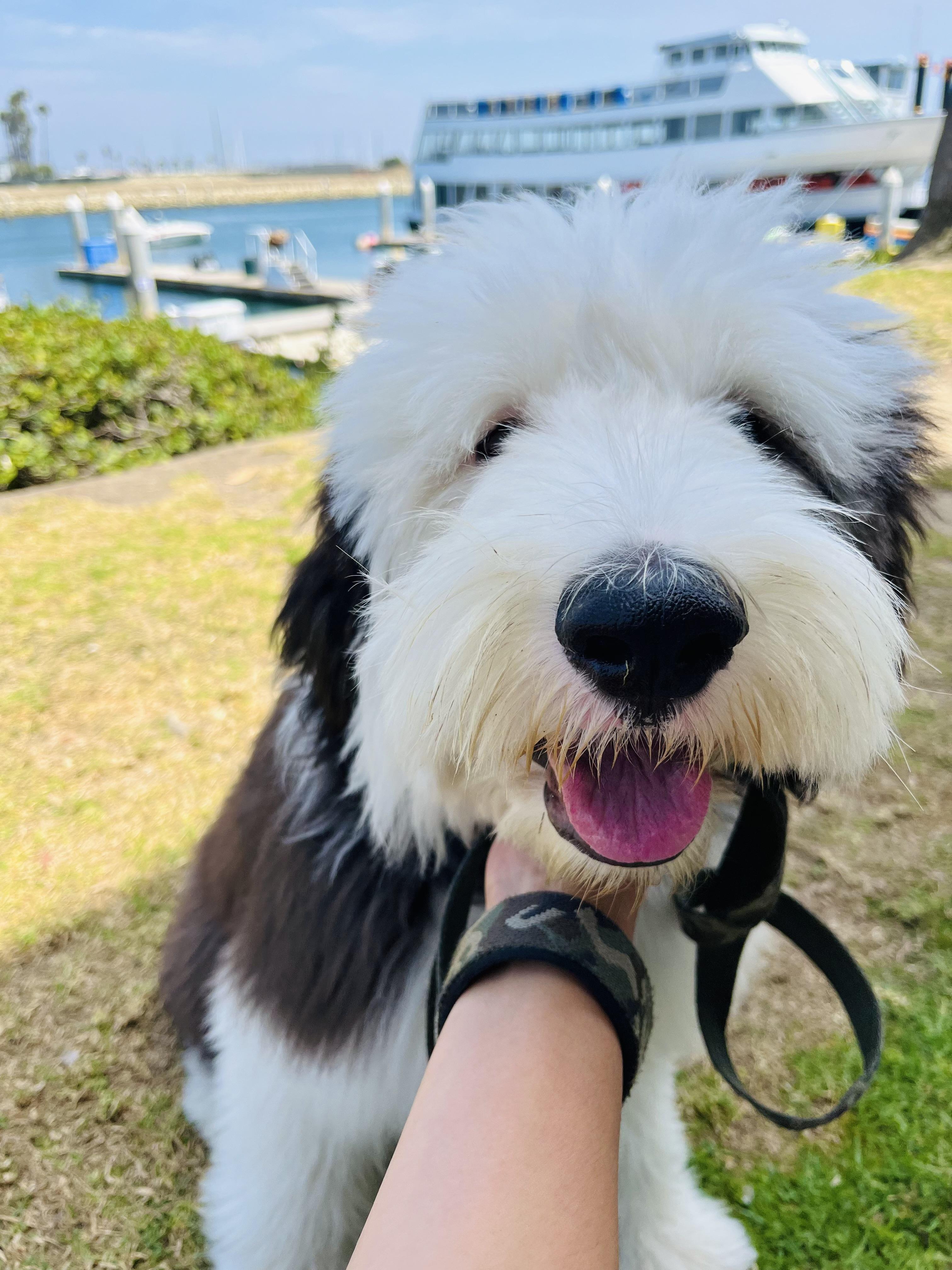 Enlarge Freddie, a Adopted Sheepadoodle in West Hollywood, CA image 4/5