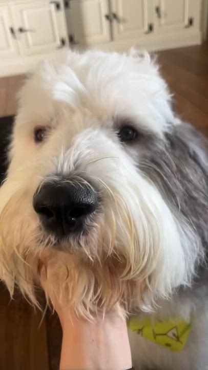 Enlarge Freddie, a Adopted Sheepadoodle in West Hollywood, CA video 5/5