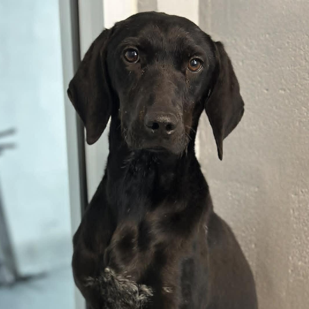 Enlarge 26-00001, an adoptable mixed breed in Fredericksburg, VA image 1/3