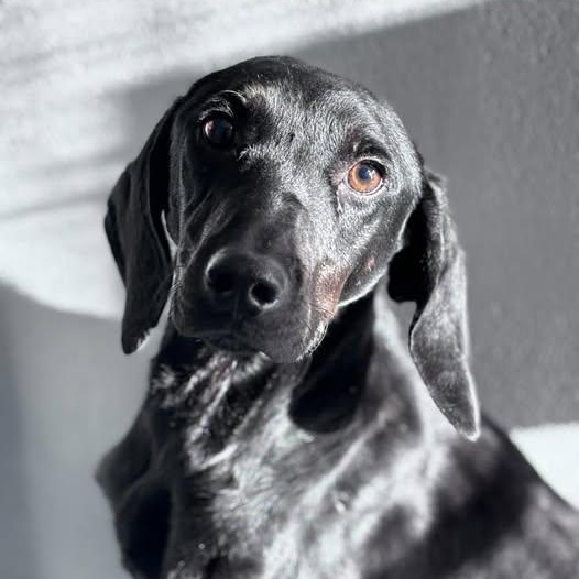 Enlarge 26-00001, an adoptable mixed breed in Fredericksburg, VA image 2/3