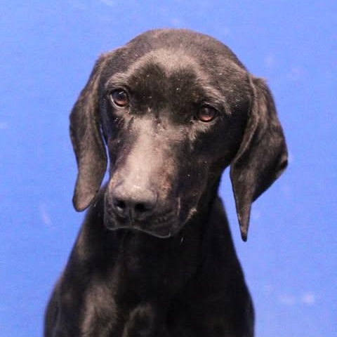 Enlarge 26-00001, an adopted mixed breed in Fredericksburg, VA image 1/1