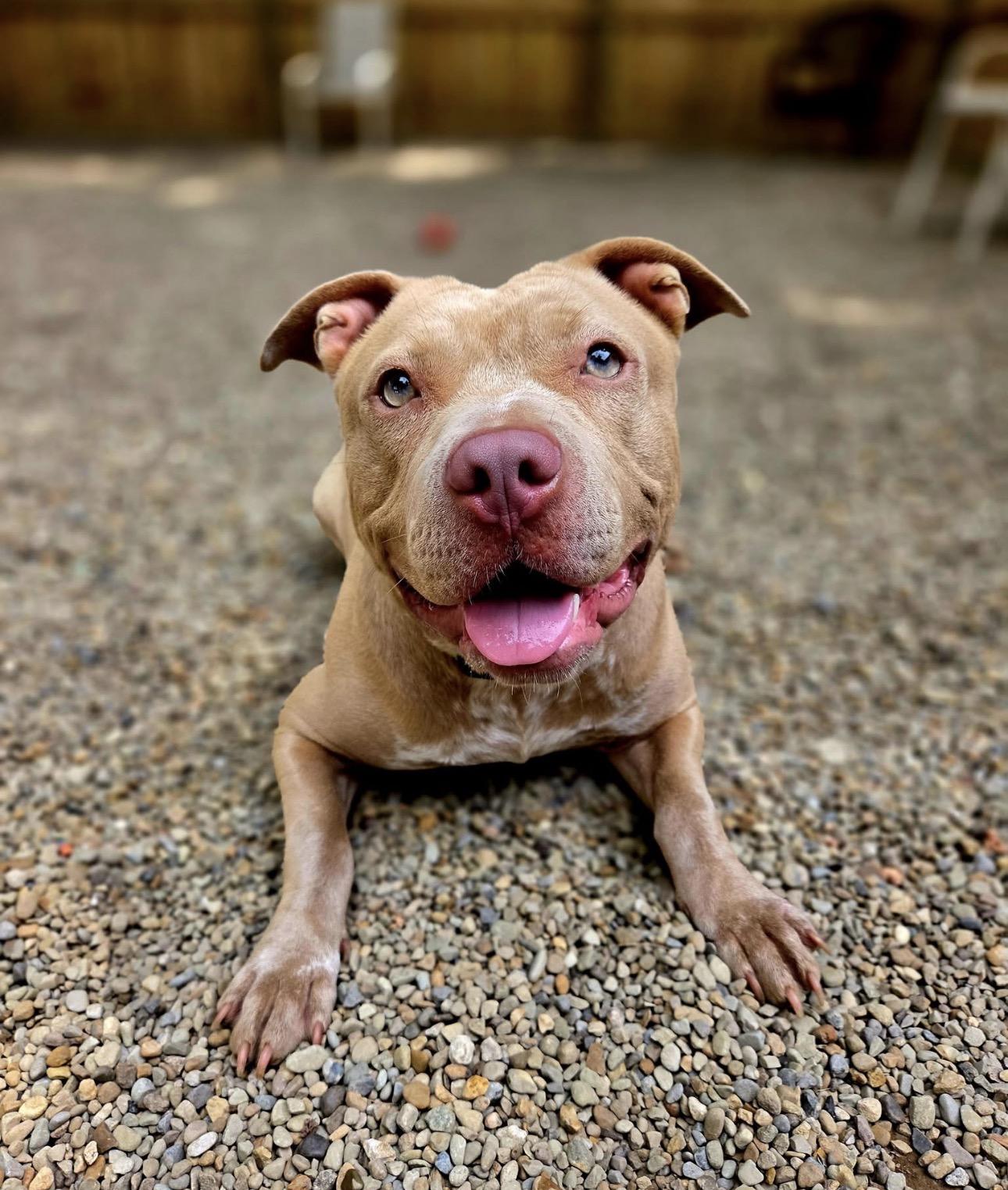 Billie Jean, a ADOPTABLE mixed breed in Youngstown, OH image 1/6