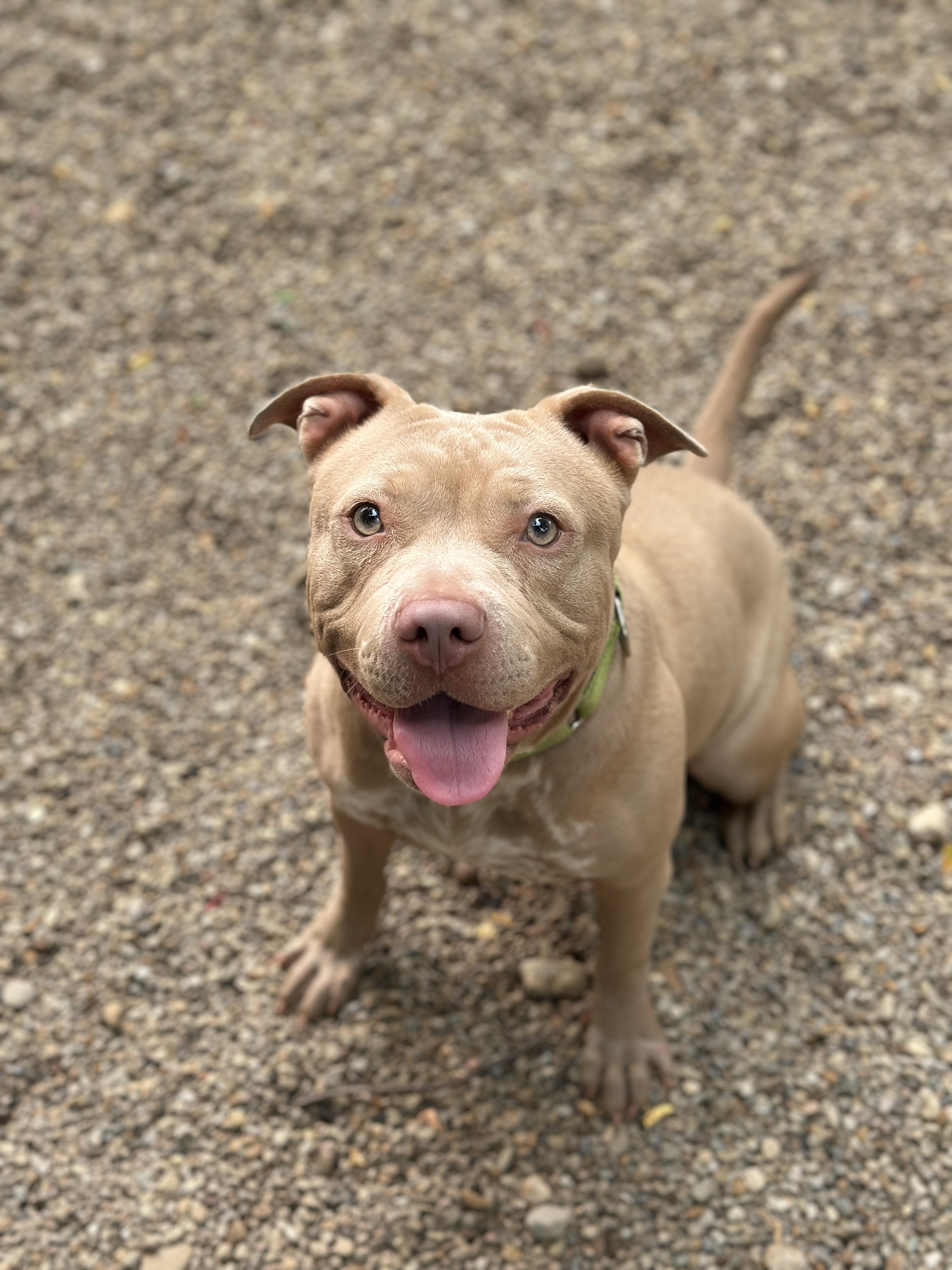 Billie Jean, a ADOPTABLE mixed breed in Youngstown, OH image 4/6