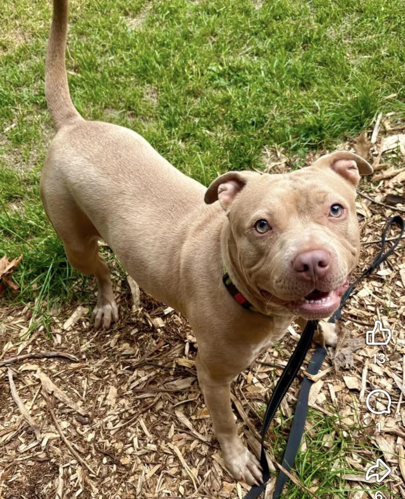Billie Jean, a ADOPTABLE mixed breed in Youngstown, OH image 3/6