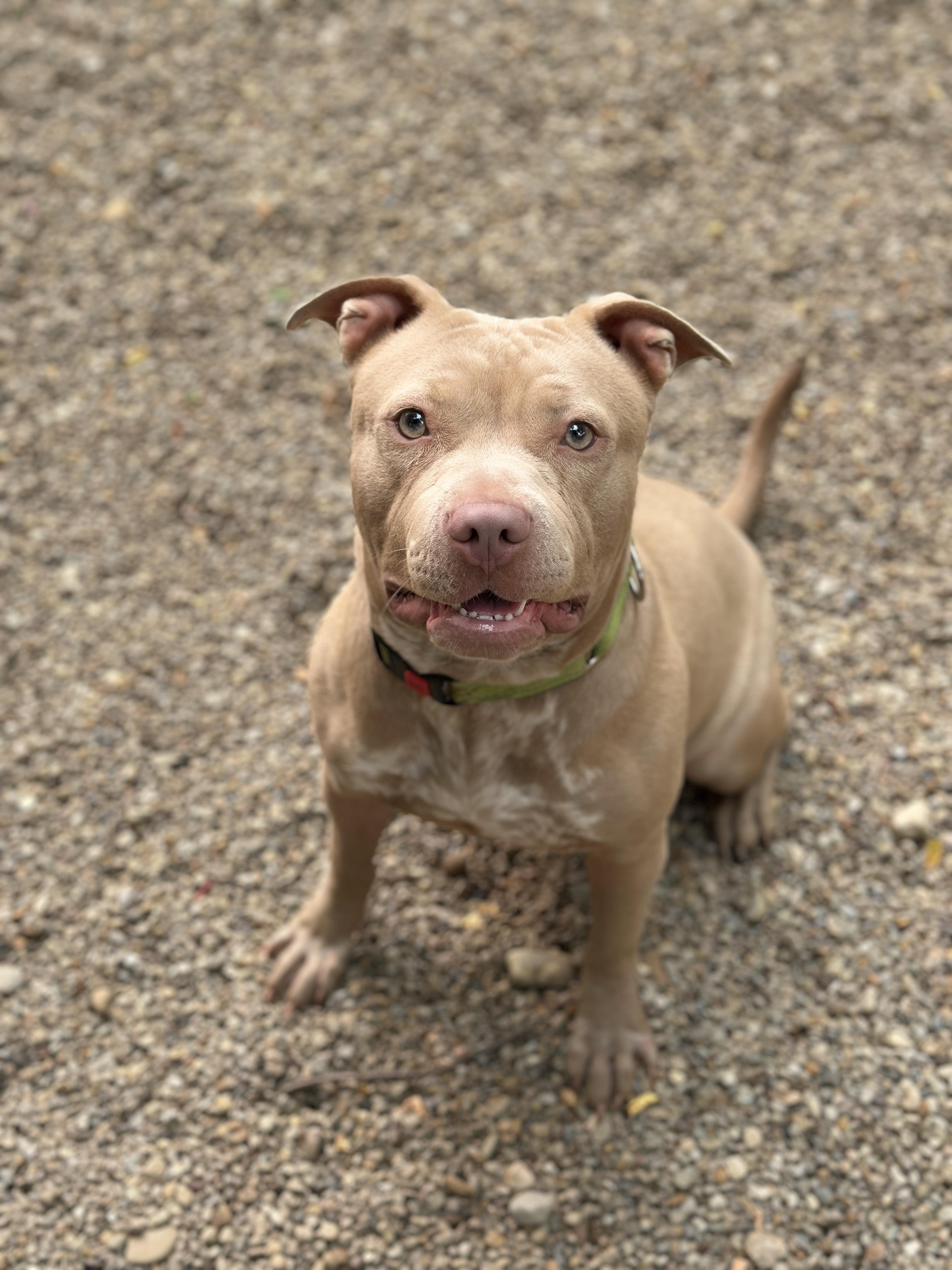 Billie Jean, a ADOPTABLE mixed breed in Youngstown, OH image 5/6