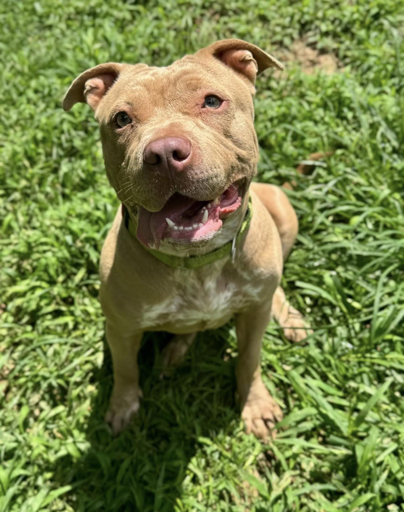 Billie Jean, a ADOPTABLE mixed breed in Youngstown, OH image 2/6