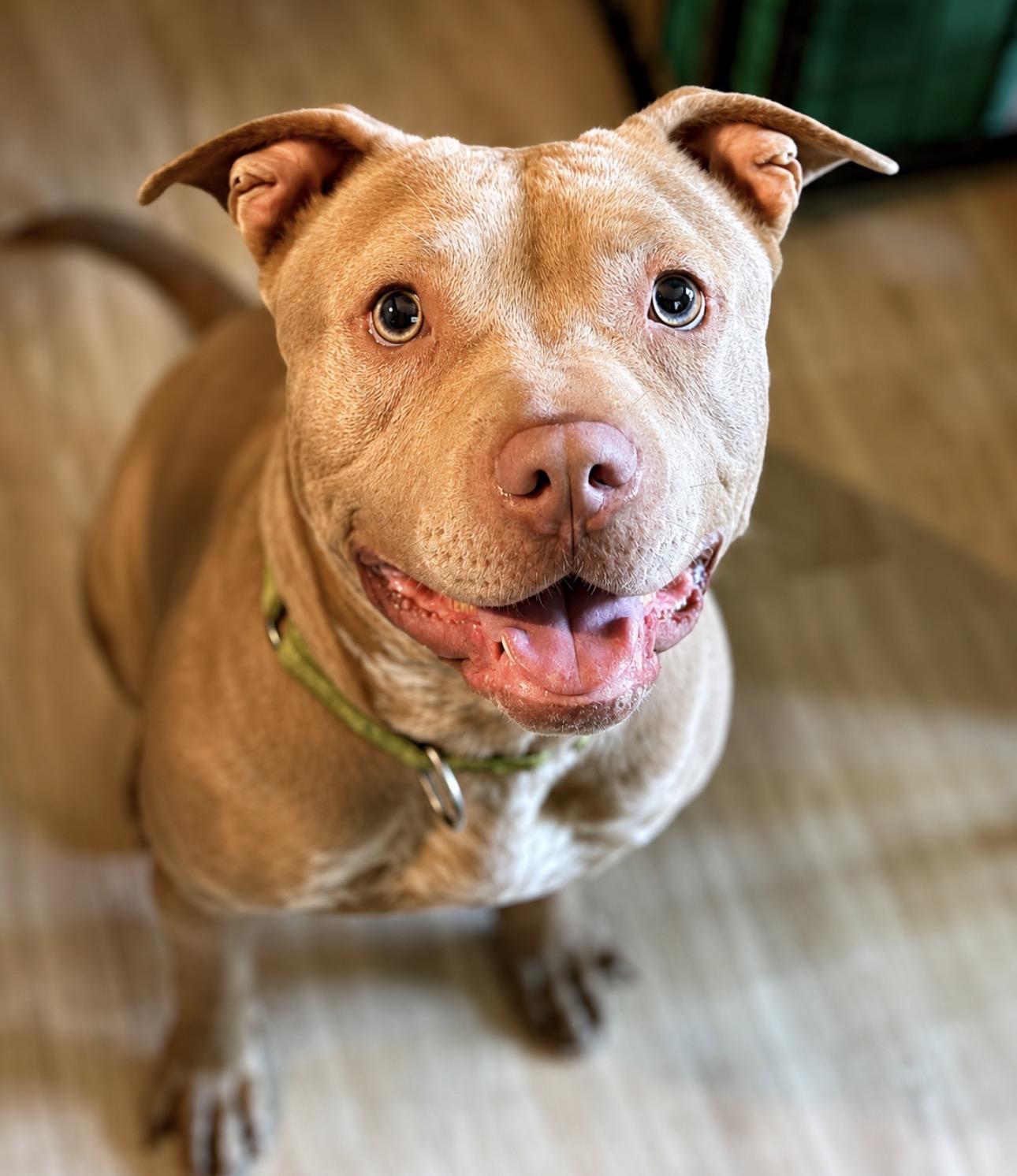 Billie Jean, a ADOPTABLE mixed breed in Youngstown, OH image 6/6