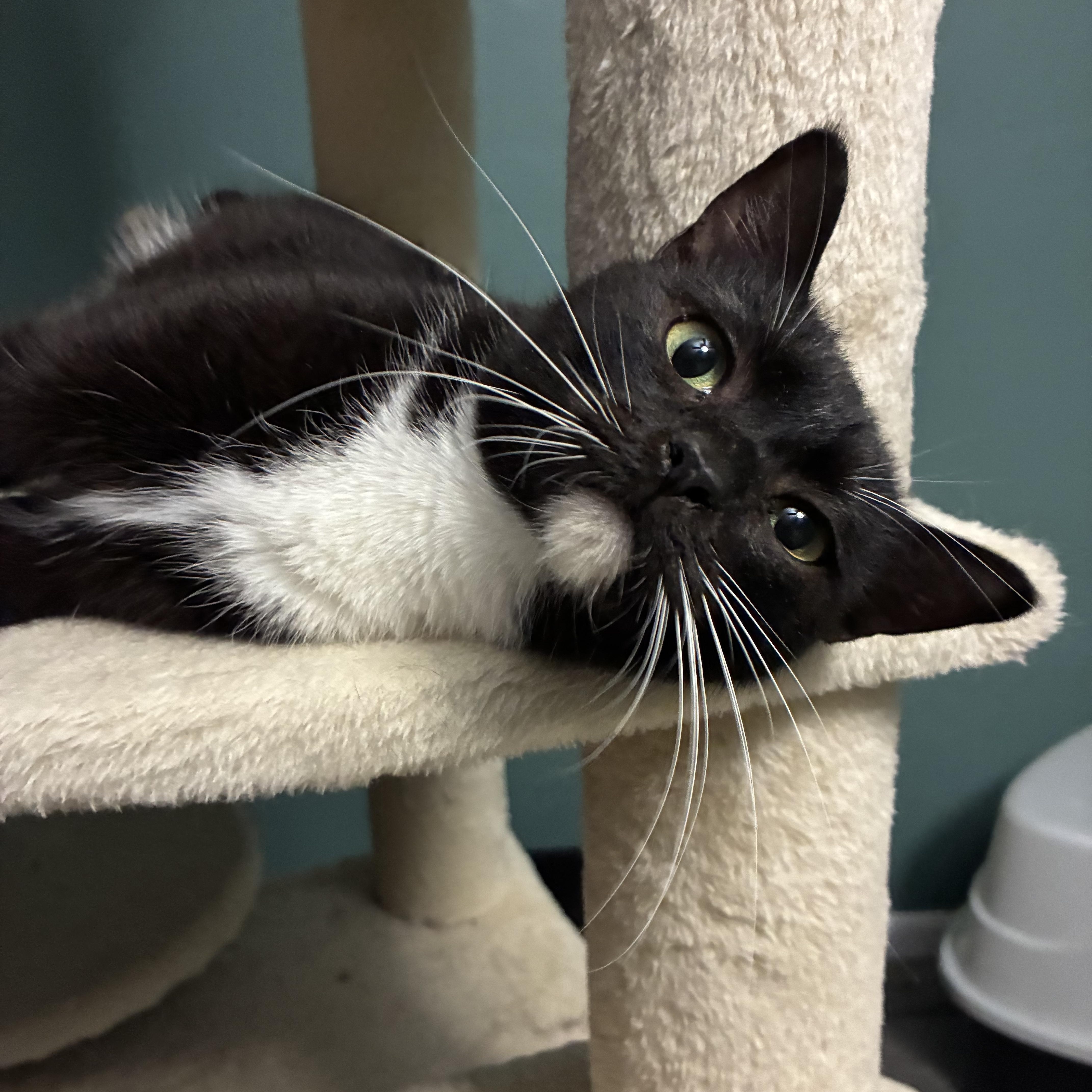 Enlarge Mazie, a ADOPTABLE Domestic Short Hair in queen creek, AZ image 3/4