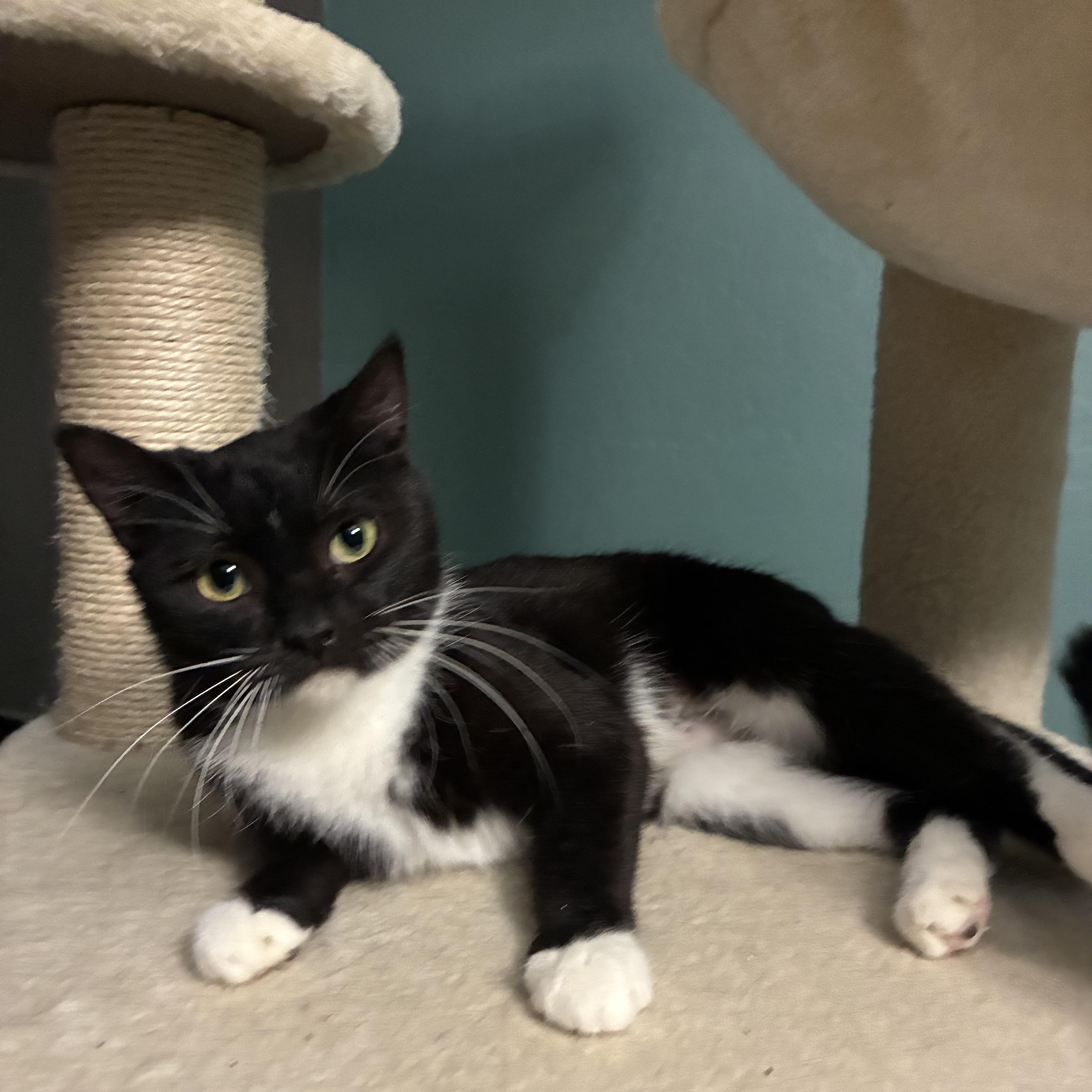 Enlarge Mazie, a ADOPTABLE Domestic Short Hair in queen creek, AZ image 2/4