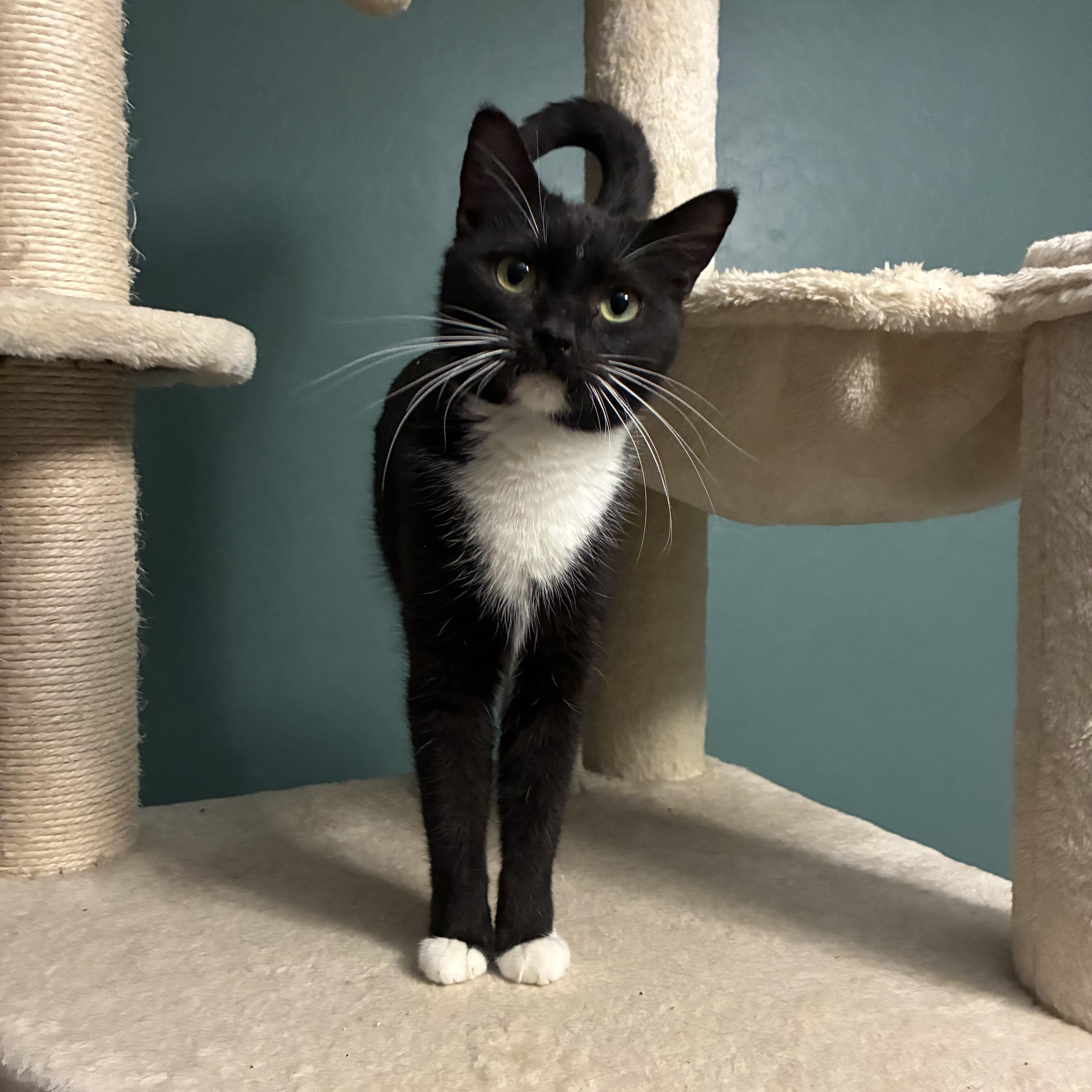 Enlarge Mazie, a ADOPTABLE Domestic Short Hair in queen creek, AZ image 1/4