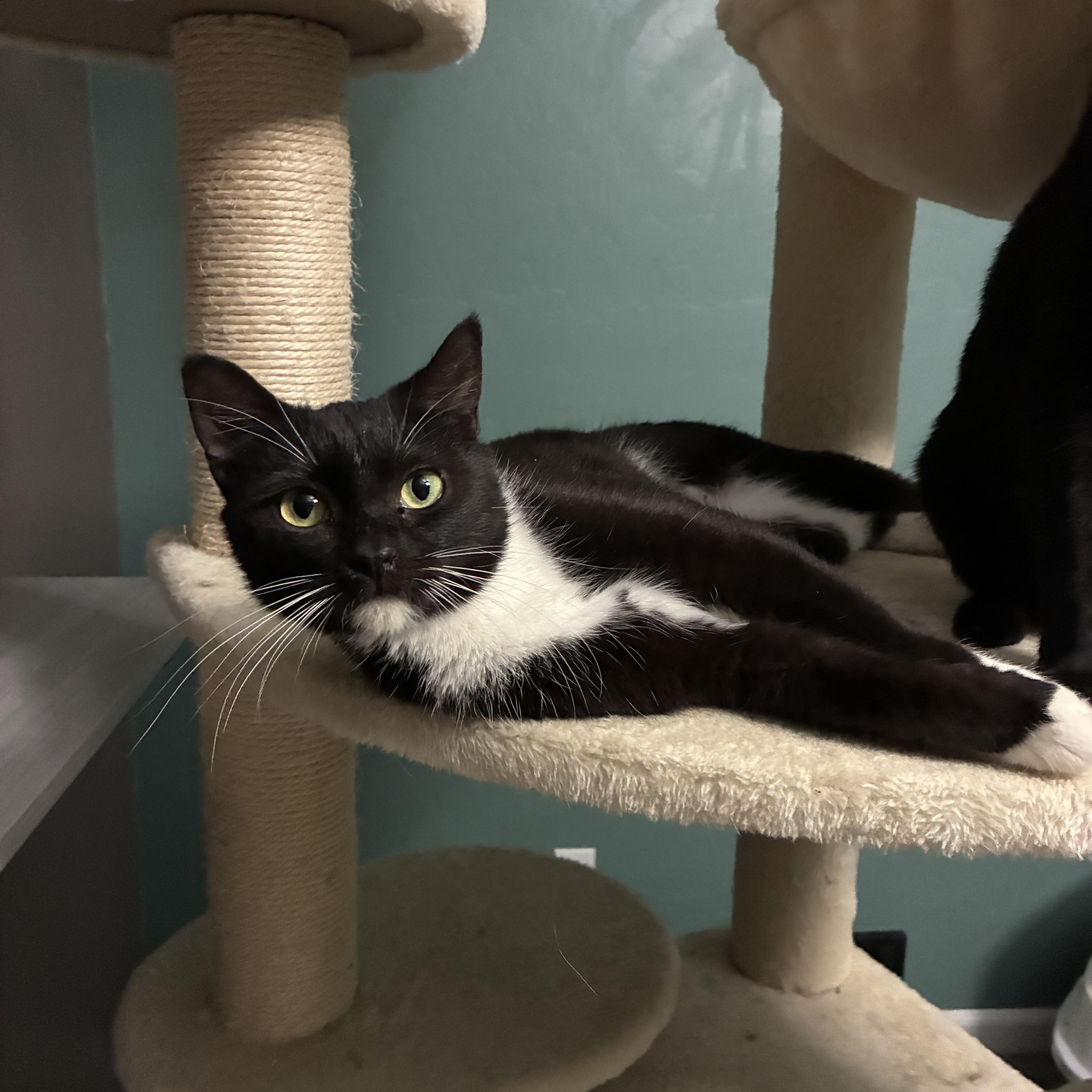 Enlarge Mazie, a ADOPTABLE Domestic Short Hair in queen creek, AZ image 4/4