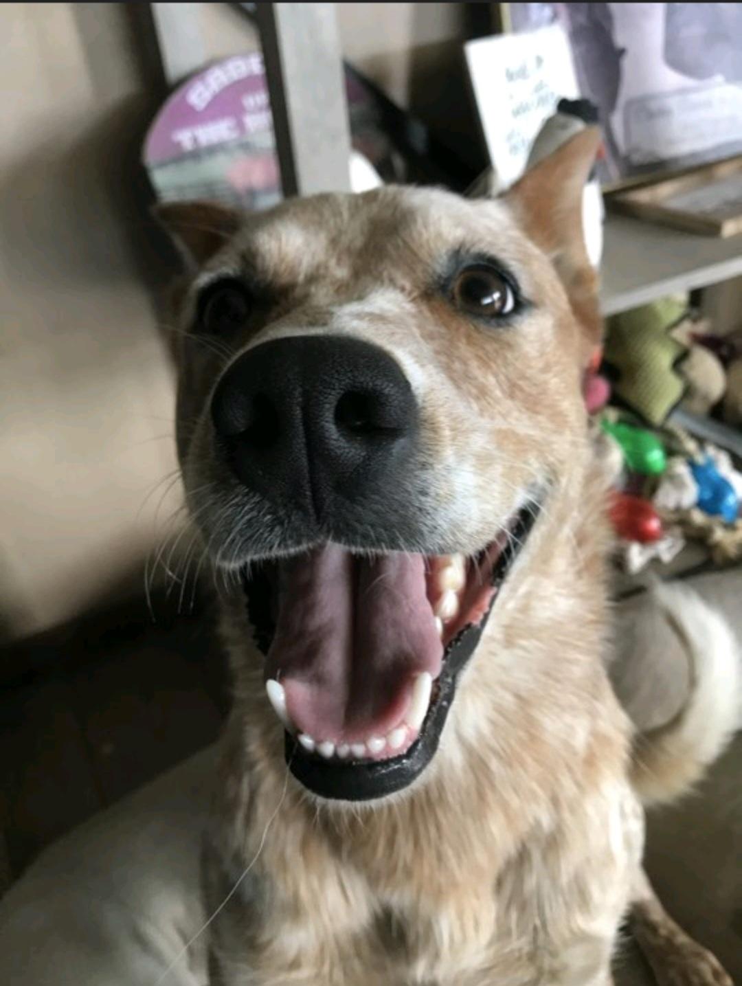 Enlarge Toby-**Courtesy Post, a Adoptable Australian Cattle Dog / Blue Heeler in Jamestown, ND image 2/2