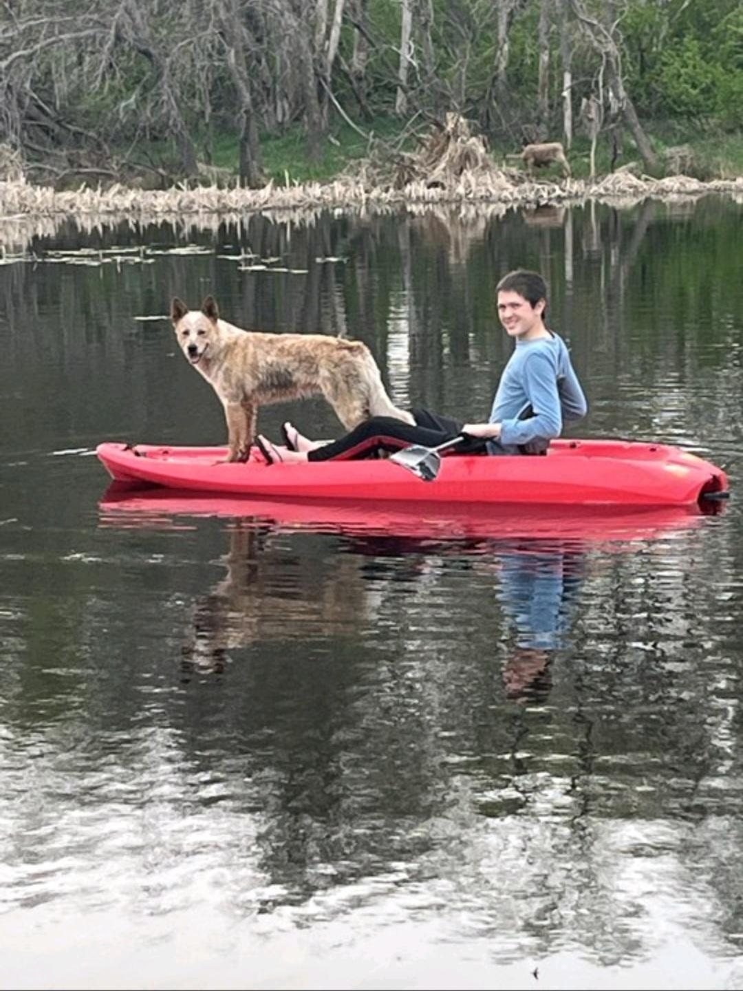 Enlarge Toby-**Courtesy Post, a Adoptable Australian Cattle Dog / Blue Heeler in Jamestown, ND image 1/2