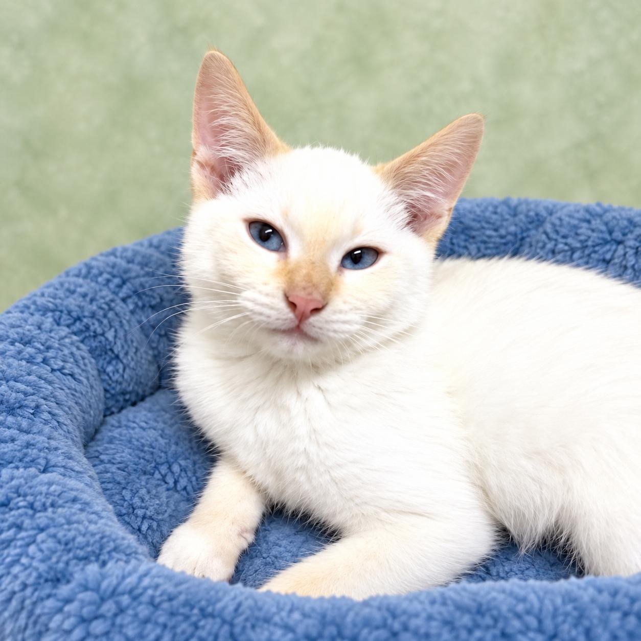 Enlarge Theo, a ADOPTABLE mixed breed in Long Beach, WA image 4/5