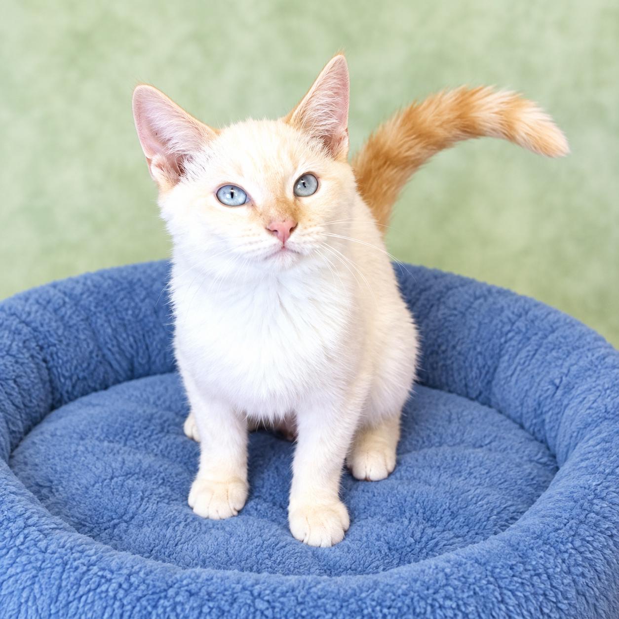 Theo, ADOPTABLE, Kitten Male Siamese & Domestic Short Hair.