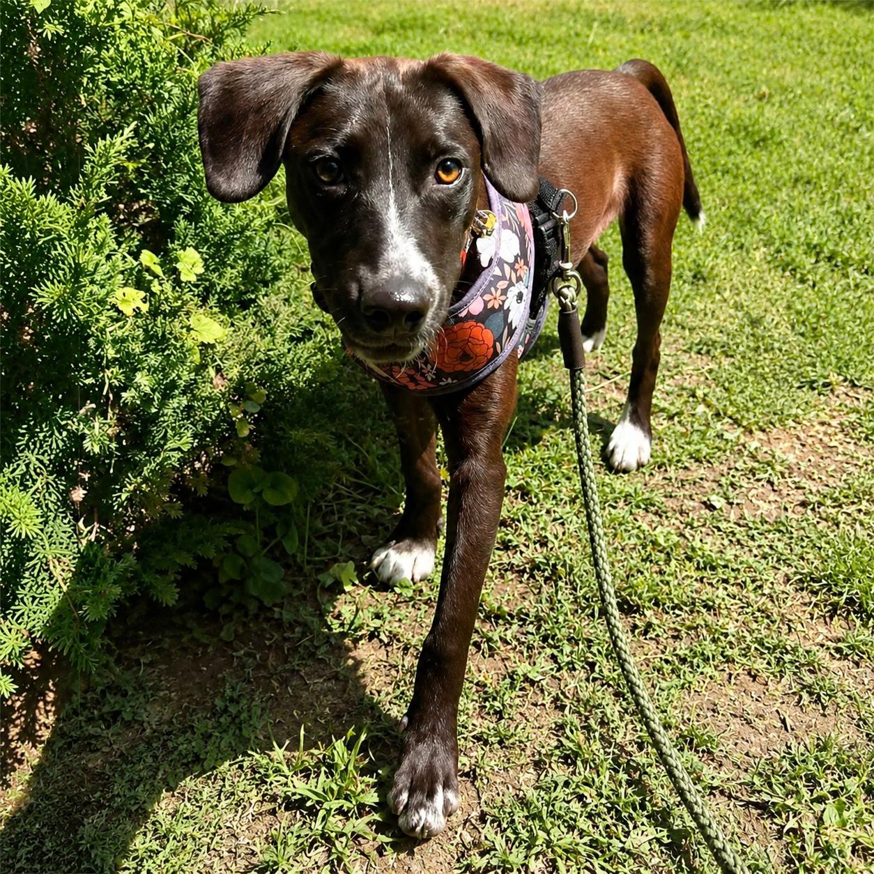 Riley, a ADOPTABLE mixed breed in Hillsborough, NJ image 5/6