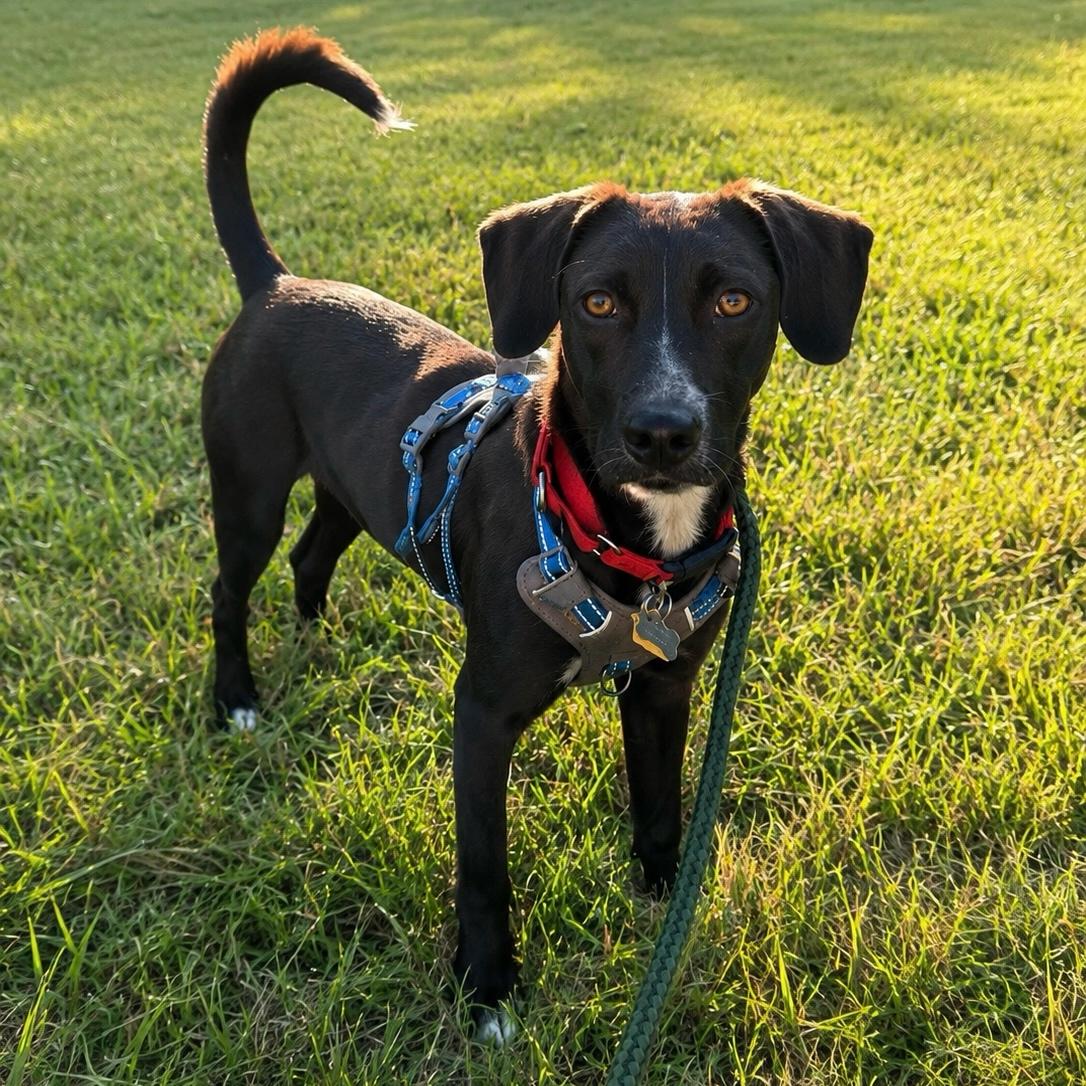 Riley, a ADOPTABLE mixed breed in Hillsborough, NJ image 1/6
