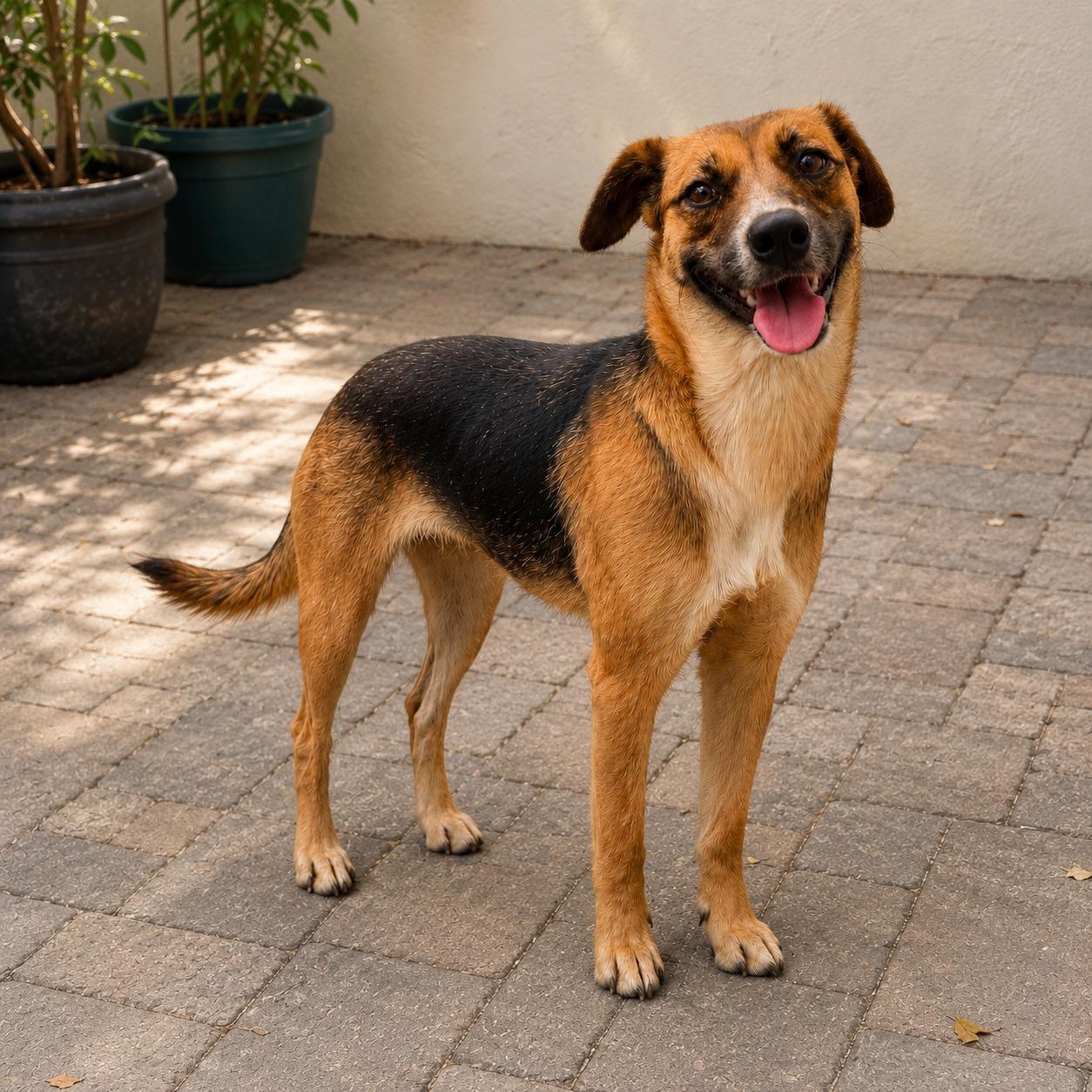 Fern, ADOPTABLE, Young Female Mixed Breed.