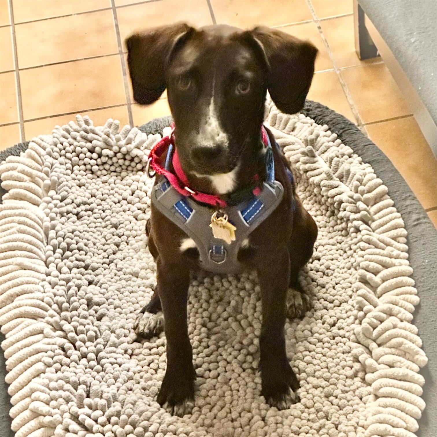 Riley, a ADOPTABLE mixed breed in Hillsborough, NJ image 2/6