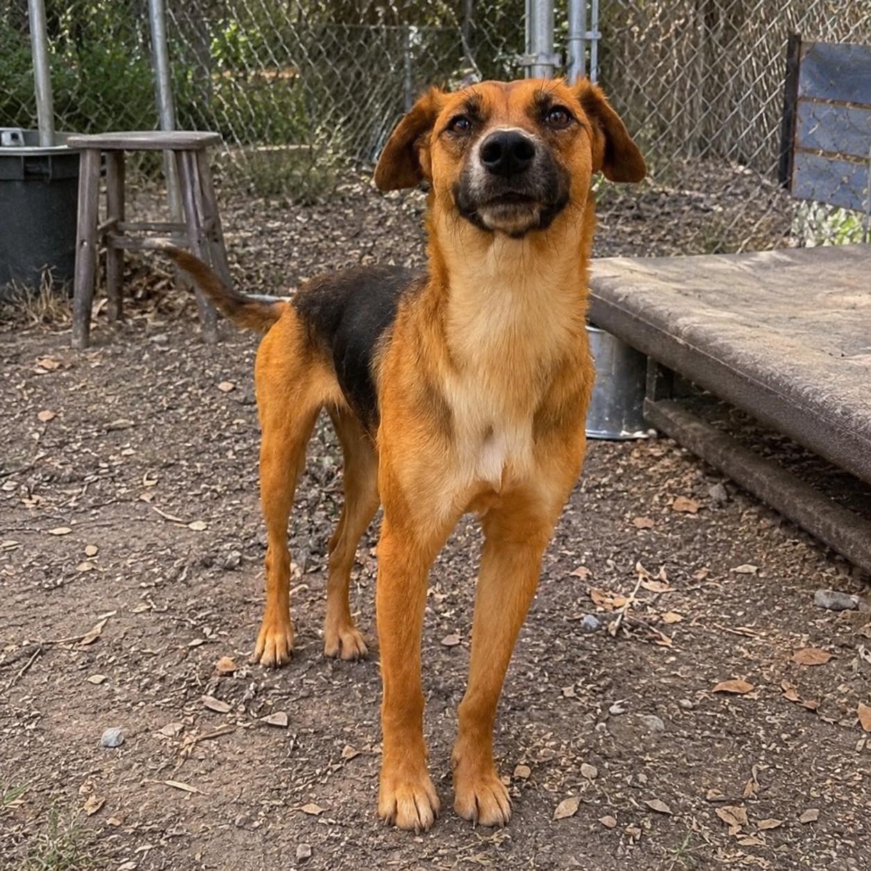 Enlarge Fern, a ADOPTABLE mixed breed in Hillsborough, NJ image 3/3