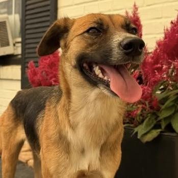 Enlarge Fern, a ADOPTABLE mixed breed in Hillsborough, NJ image 2/3