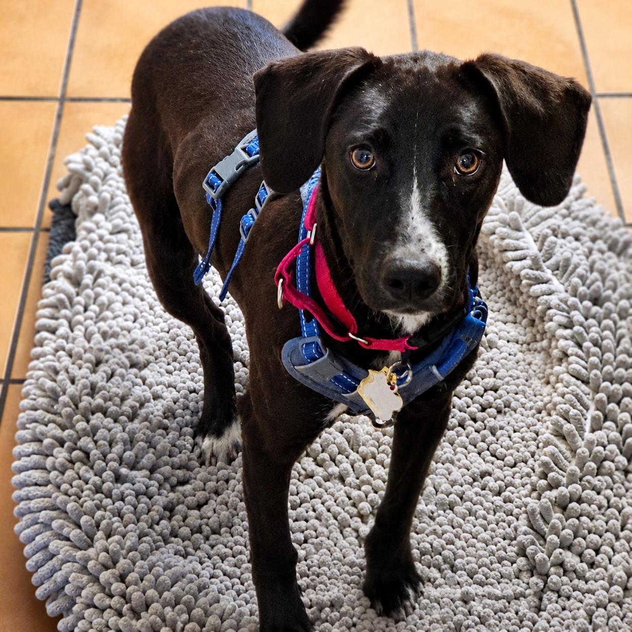 Riley, a ADOPTABLE mixed breed in Hillsborough, NJ image 3/6