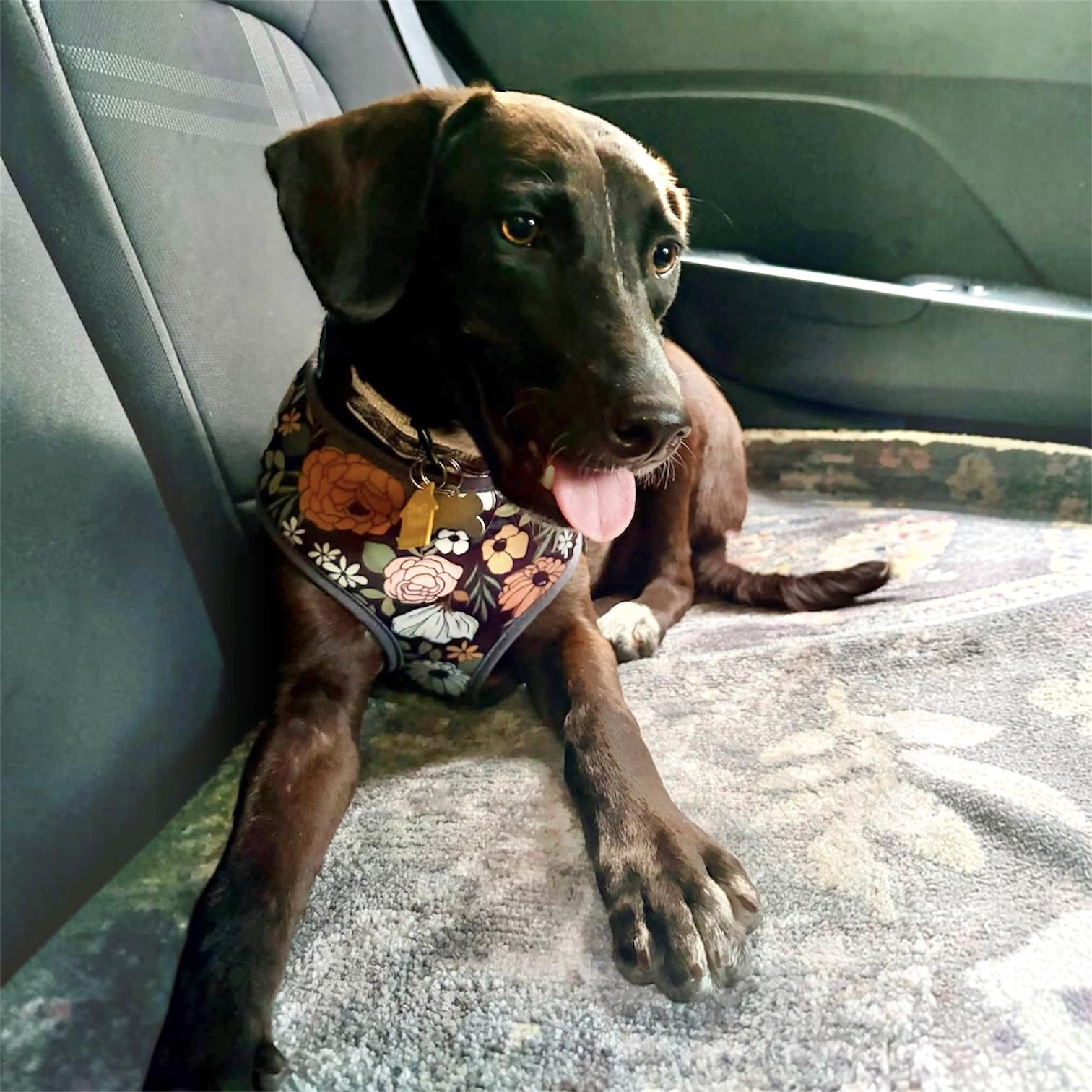 Riley, a ADOPTABLE mixed breed in Hillsborough, NJ image 4/6