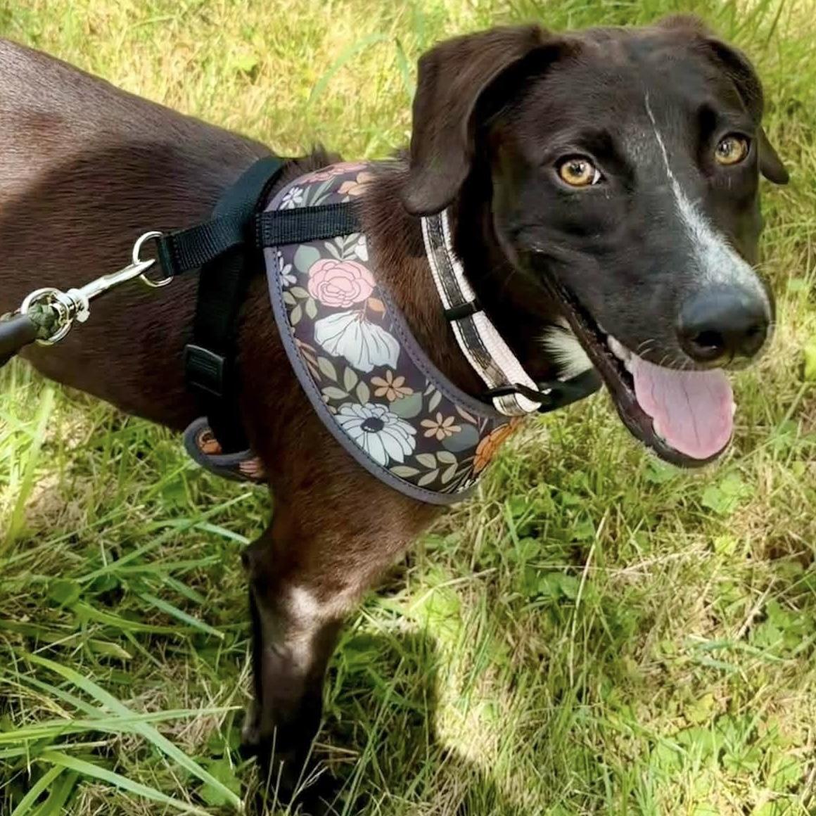 Riley, a ADOPTABLE mixed breed in Hillsborough, NJ image 6/6