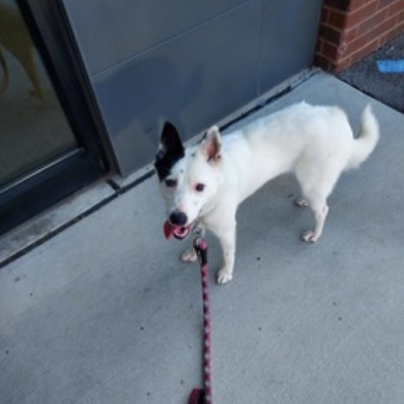 Snow, an adopted mixed breed in Aurora, IL image 2/2