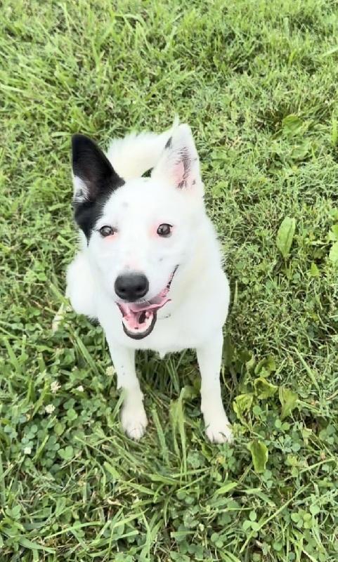 Snow, adopted, Young Female Border Collie.