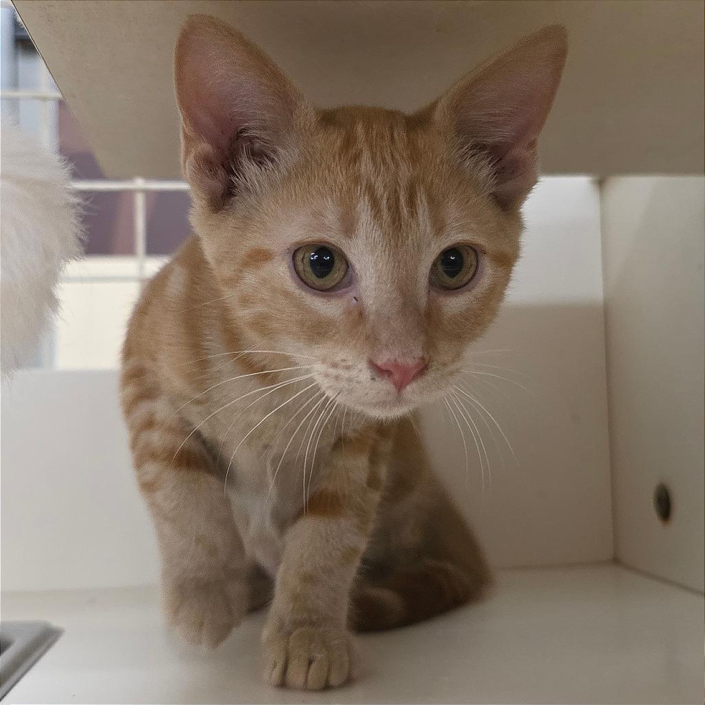 Sandy, Adoptable, Kitten Female Domestic Short Hair.