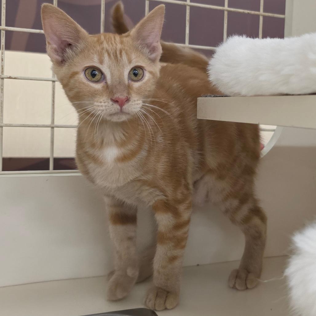 Enlarge Sandy, a Adoptable Domestic Short Hair in Williston, FL image 2/2