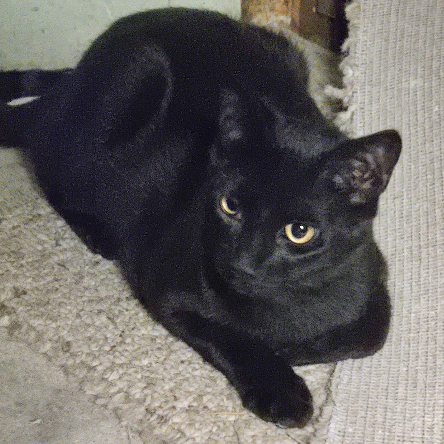 Enlarge Victor - adoption pending, an adopted Domestic Short Hair in Harrisburg, PA image 6/6